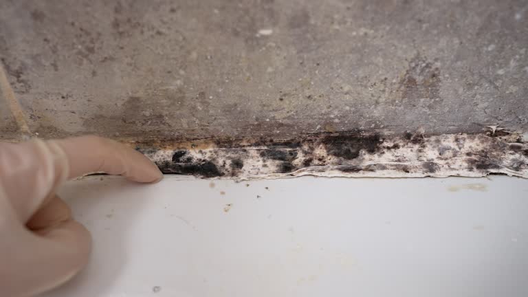 Best Mold Damage Restoration  in USA